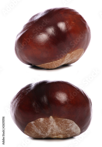 horse-chestnut conkers