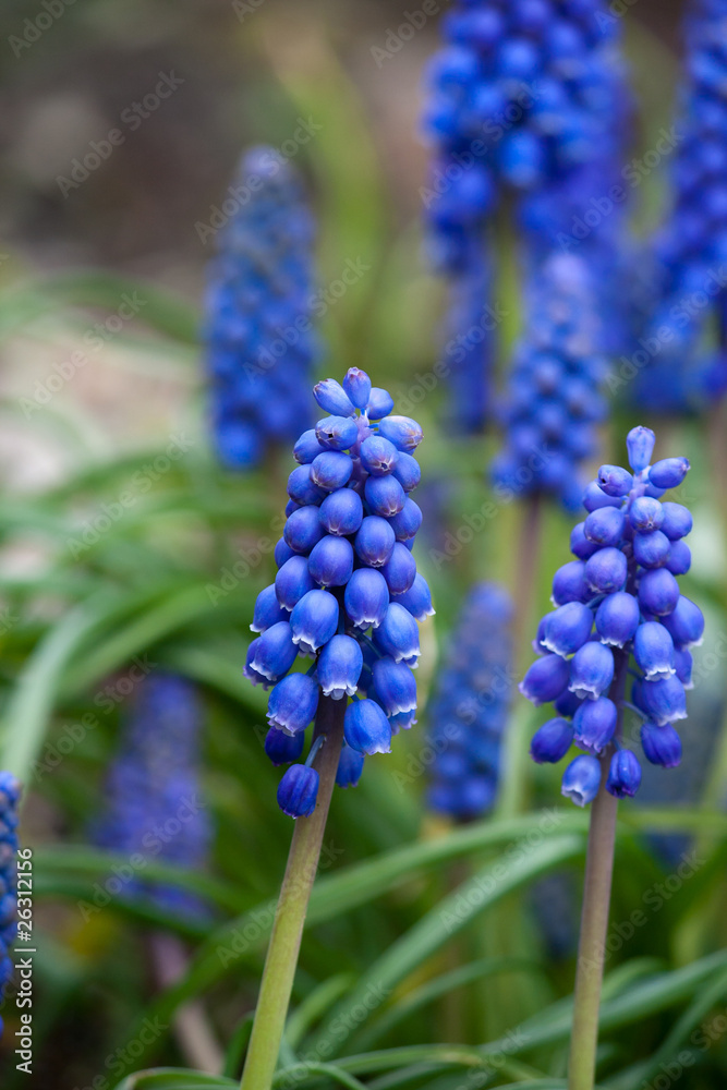 common grape hyacinth