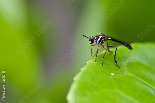 Robber Fly © Johan van Beilen