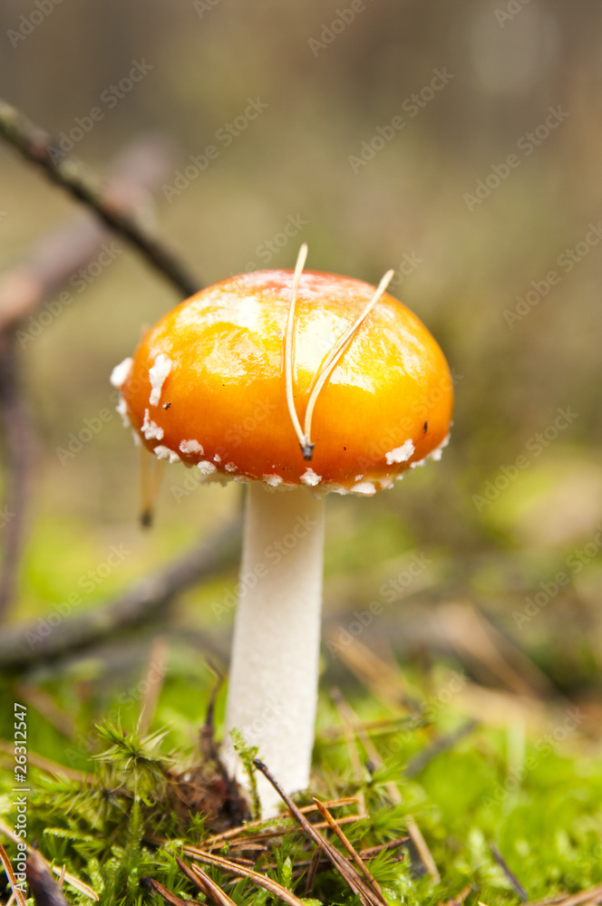 mushroom mushroom