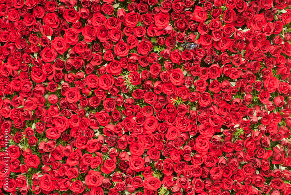 Obraz premium Wall of Roses