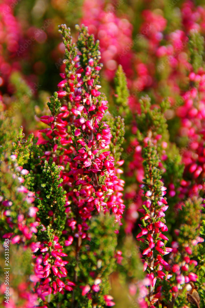 blumen #26 blumen #26