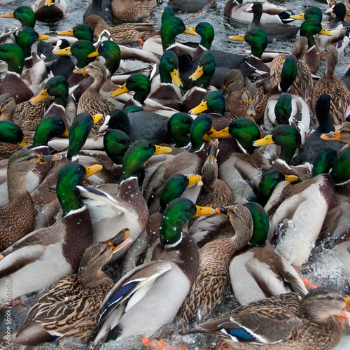 Obraz na płótnie duck square
