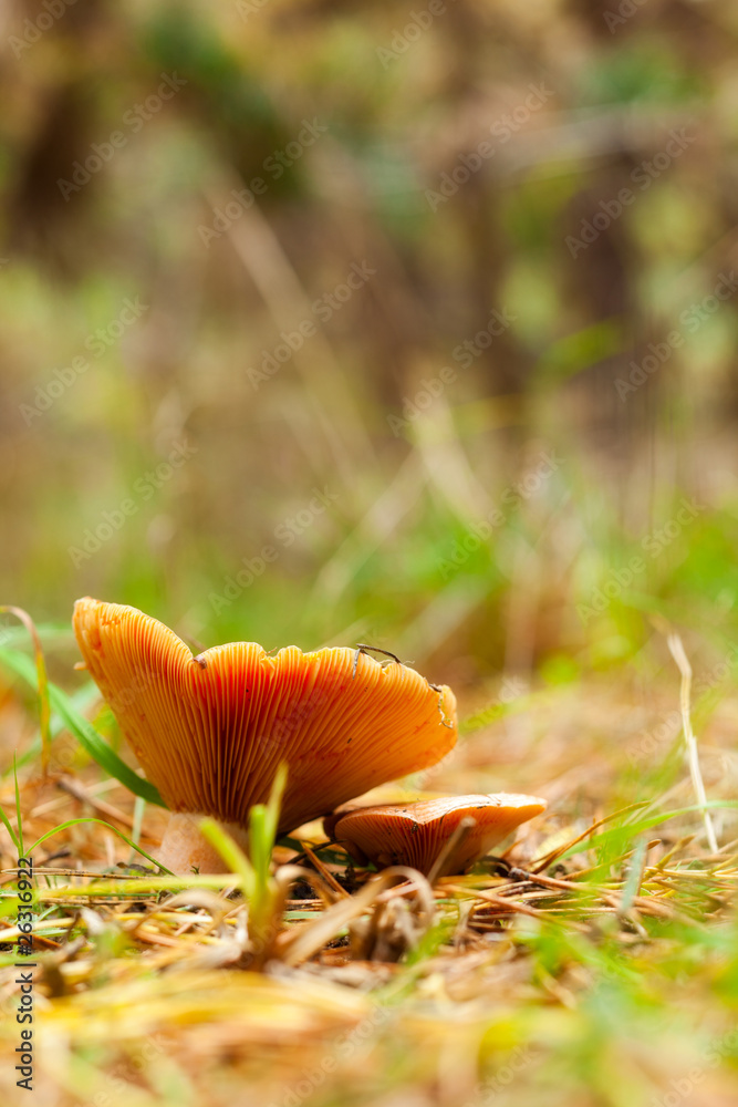 mushroom mushroom