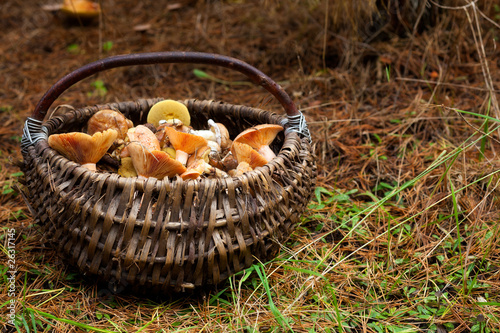 Basket with mushrooms