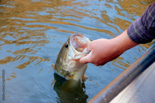 bass closeup