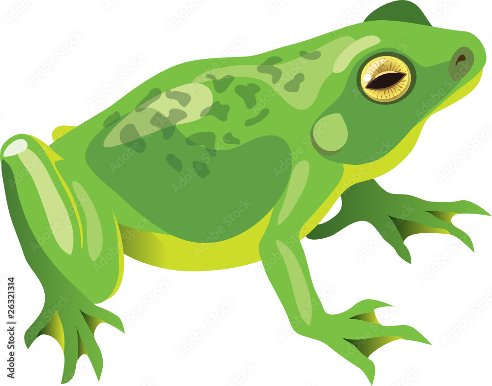 green frog green frog