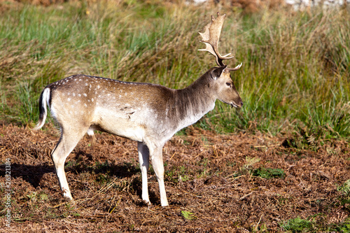 fallow stag