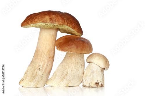 Three forest mushrooms, on a white background