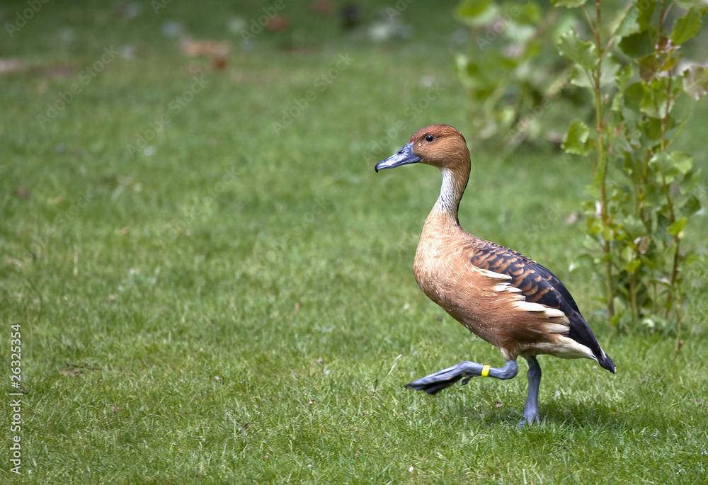 Dendrocygna bicolor - Dendrocygne fauve - Fulvous Duck Dendrocygna bicolor - Dendrocygne fauve - Fulvous Duck