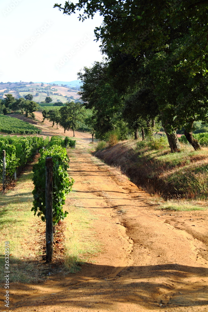 Vineyard in Grosseto country, Scansano