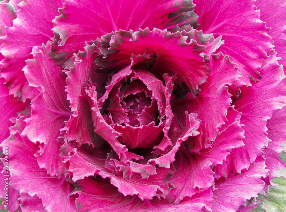 Obraz premium Decorative Purple Kale or cabbage
