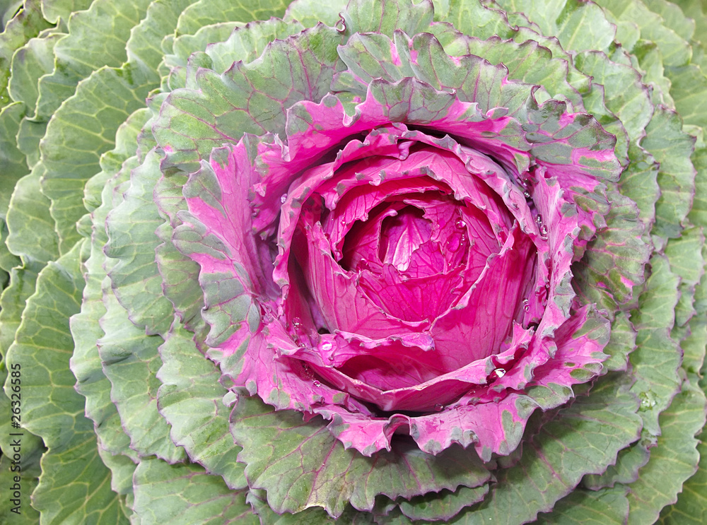 Obraz premium Decorative Purple Kale or cabbage