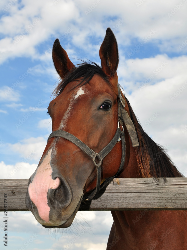 beautiful purebred horse beautiful purebred horse