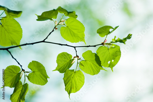 tilia leaves