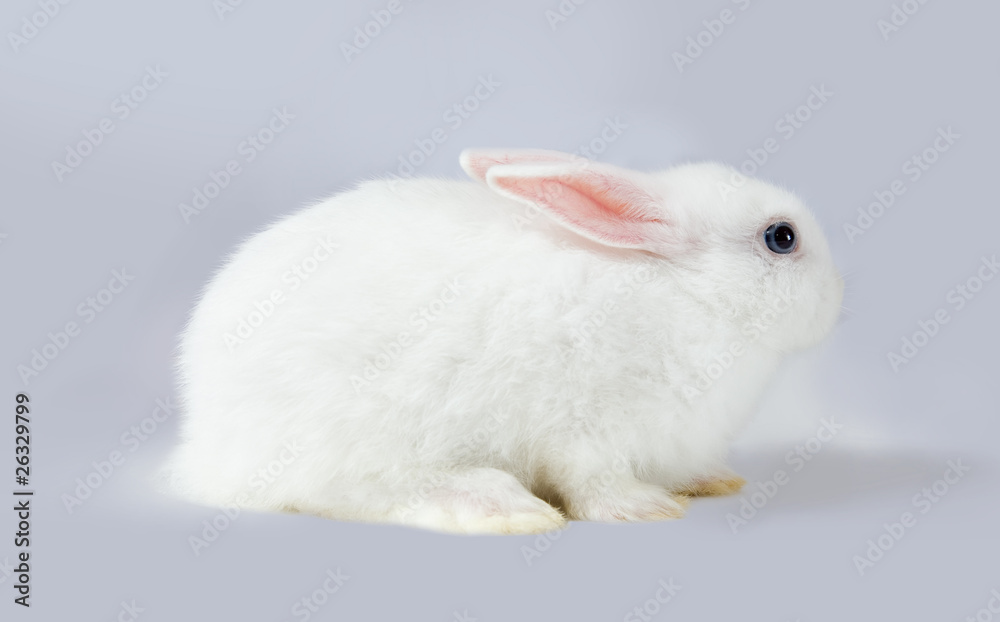Little white rabbit