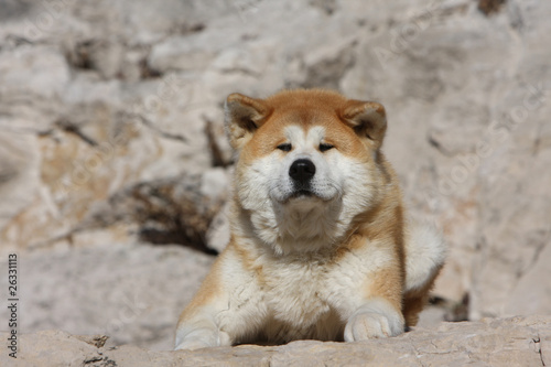 air inquiet de ll'akita inu