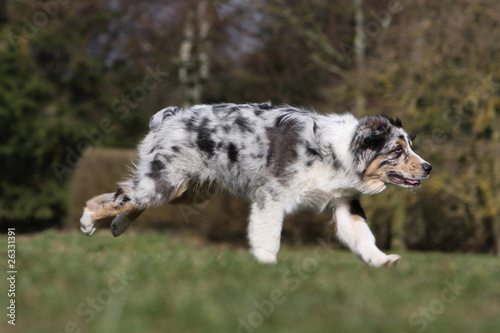 australian sheperd blue merle running