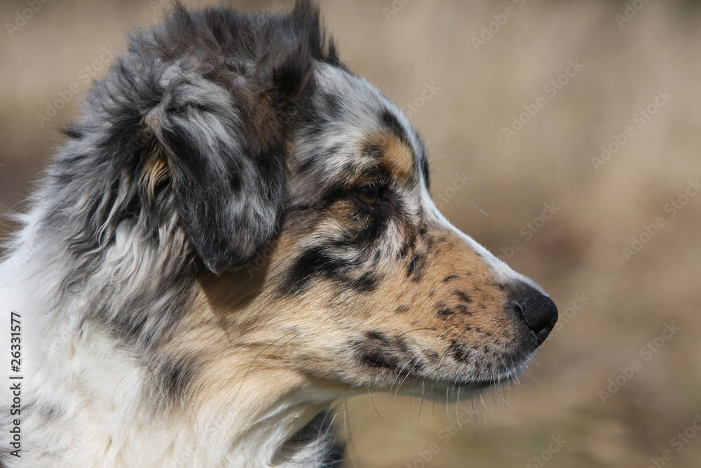 head of the australian shepher dog