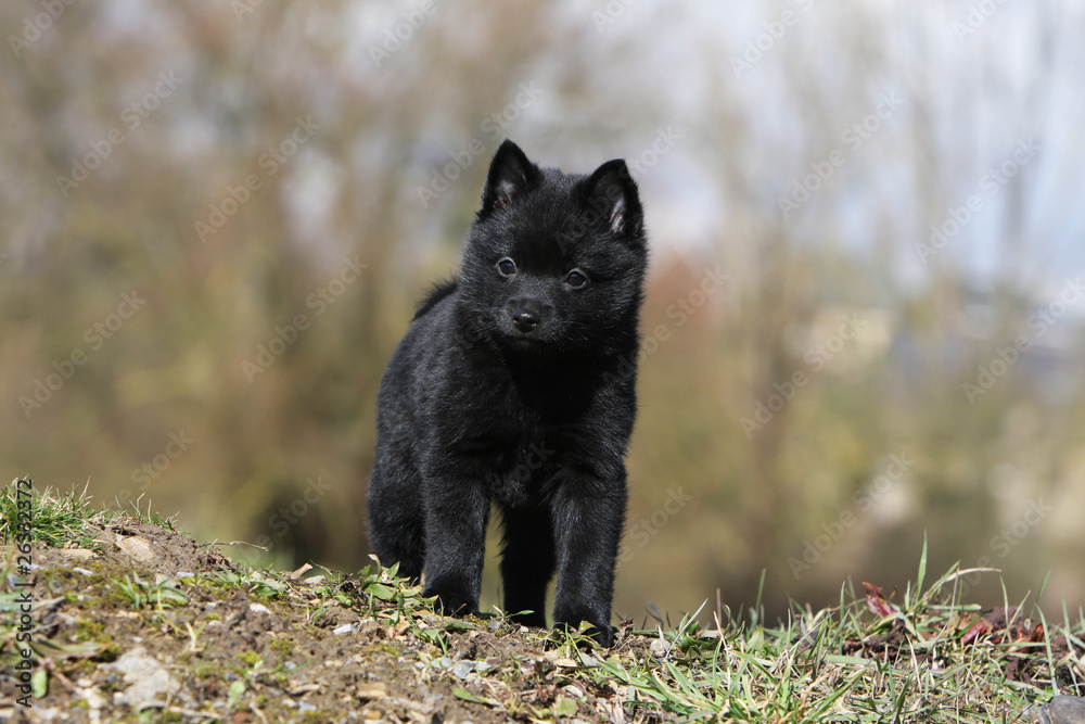 Naklejka premium jeune schipperke de face