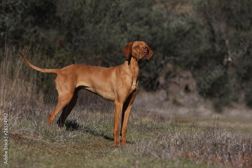 braque hongrois de profil