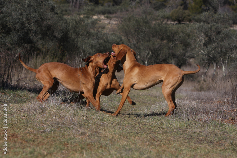 three hungarian pointing dog playing