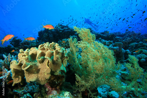 Coral reef with scuba diver in background