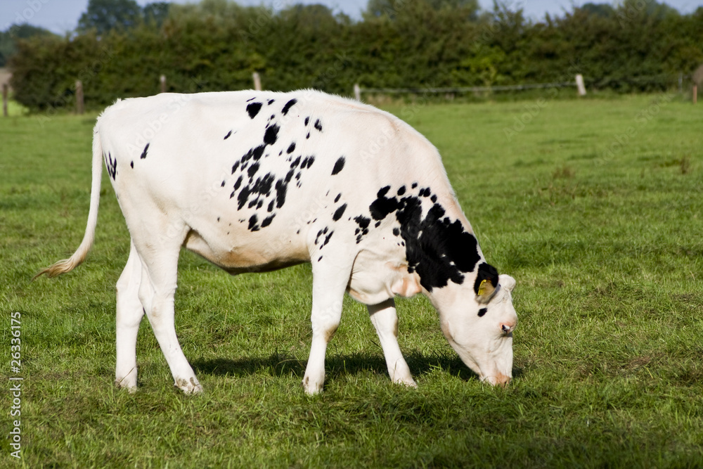 Kuh, Milch Kuh, Milch