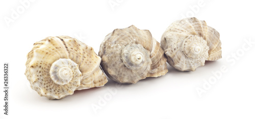 Beautiful shell