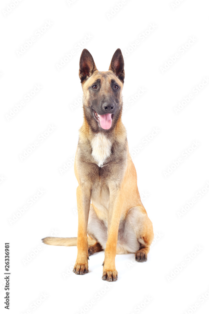 Obraz premium belgian shepherd dog