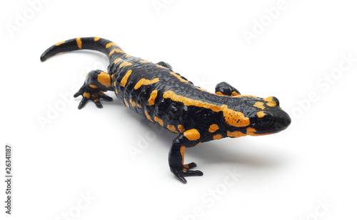 salamander
