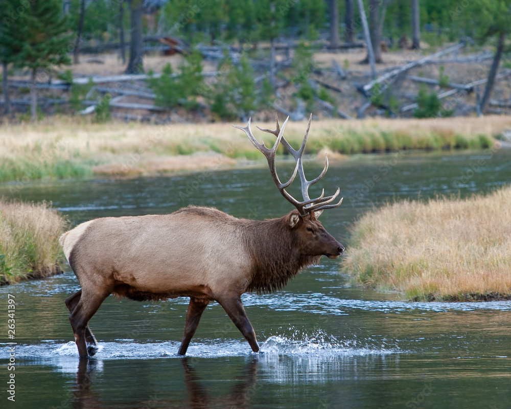Elk Elk