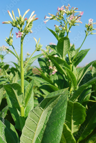 tobacco plant with flower