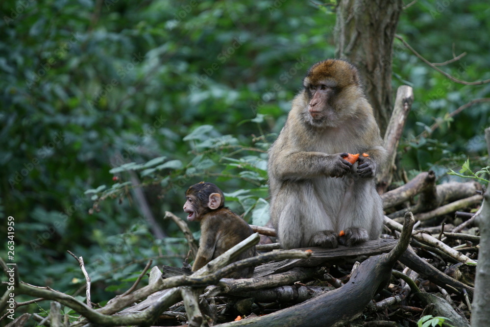 Obraz premium Äffchen