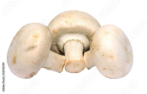 Three agaricus mushrooms