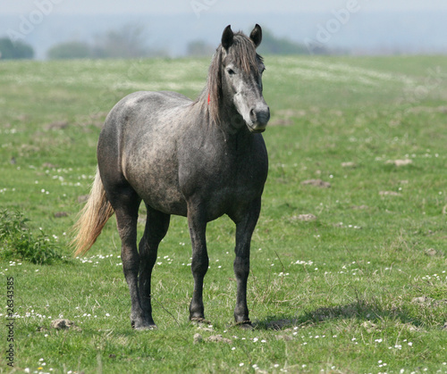 horse