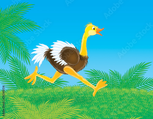 Running ostrich