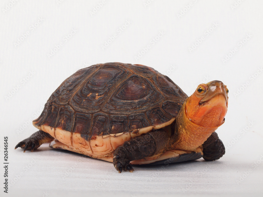Obraz premium Schildkröte