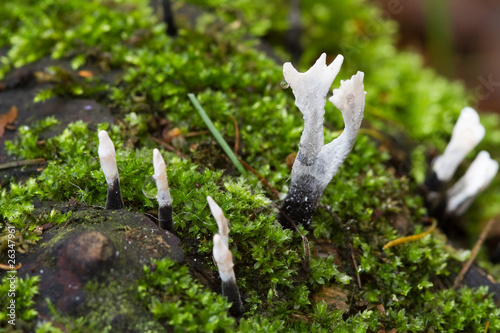 Candlesnuff Fungus