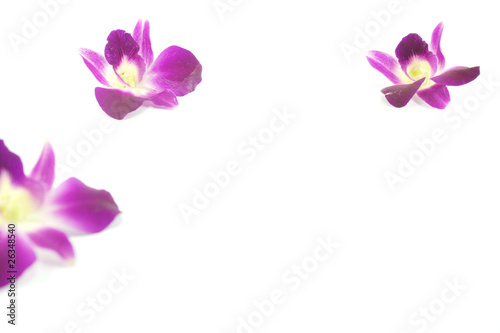 Orchid purple