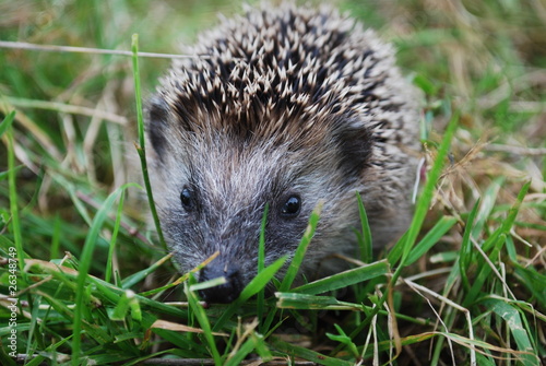 Junger Igel im Grass