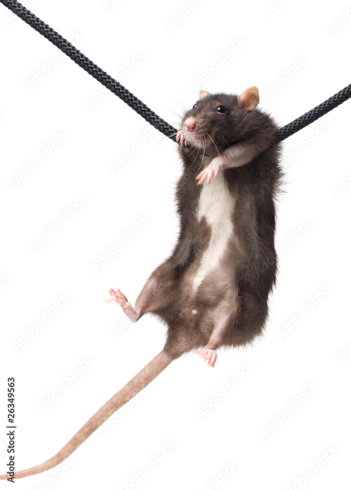grey rat on rope