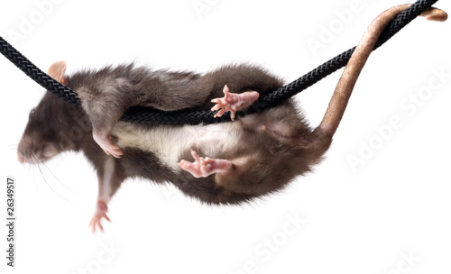 Obraz na plátně grey rat on rope