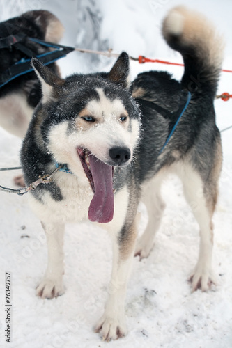 husky dog