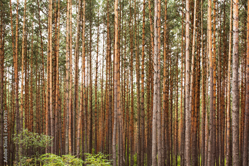 Fototapeta premium In autumn wood