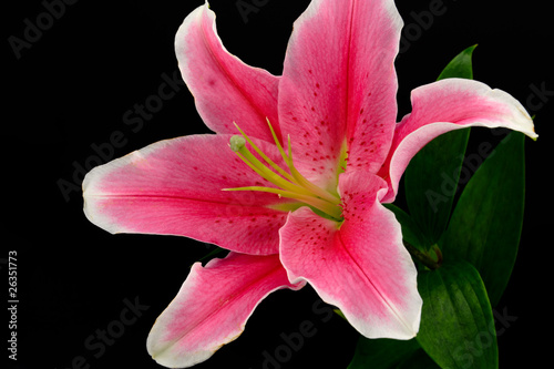 Lily flower on black background