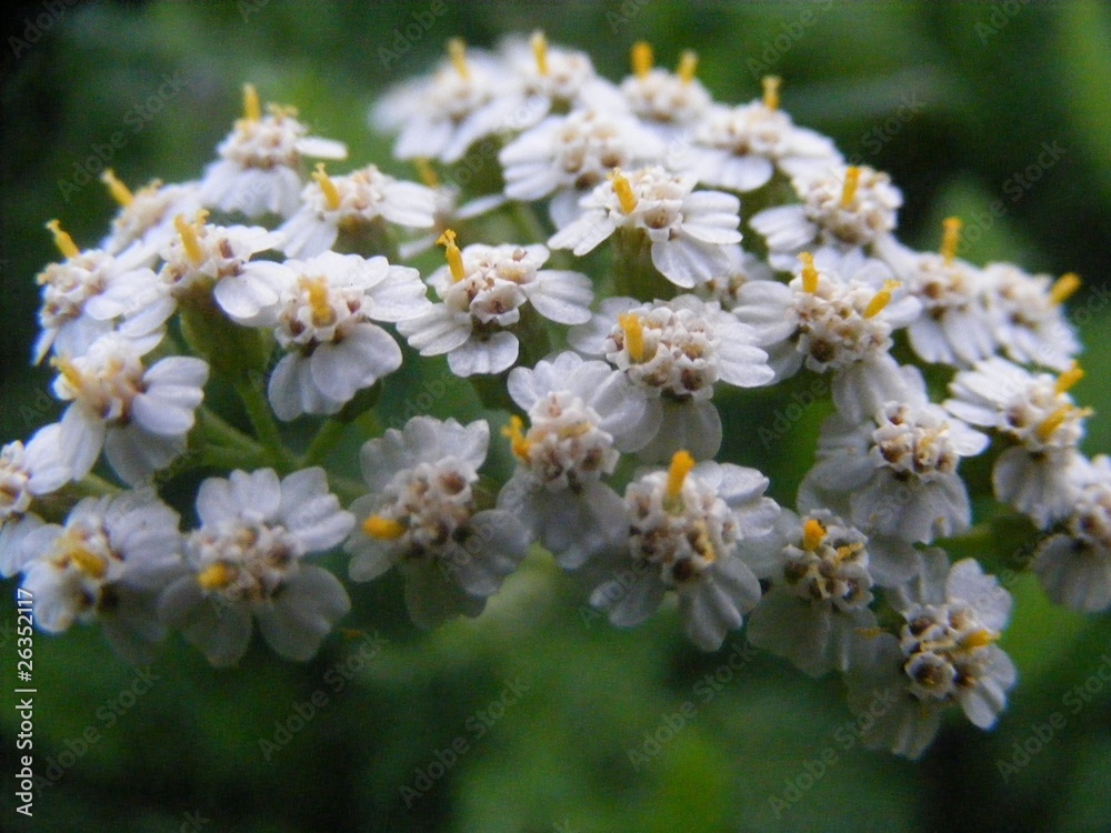 milfoil milfoil