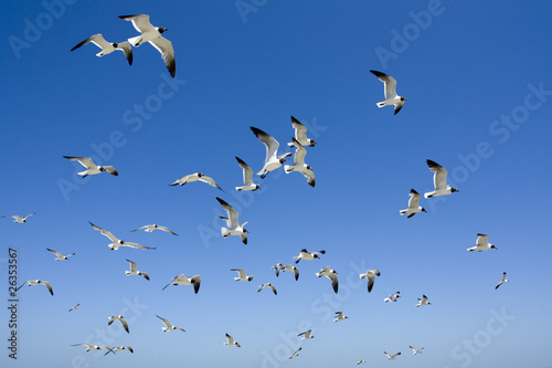 groupe de mouettes