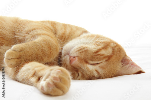 Ginger cat sleeping on bed