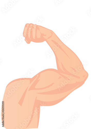 Vector illustration a human hand and a biceps